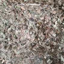 药用鱼腥草叶子