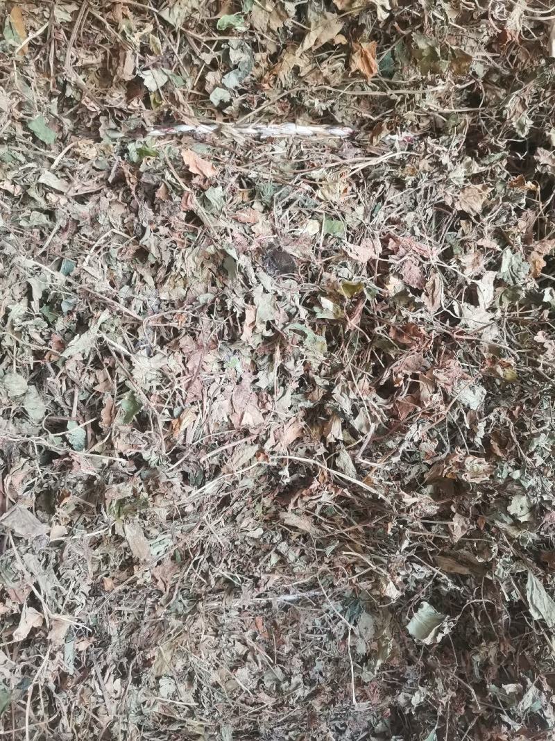 药用鱼腥草叶子