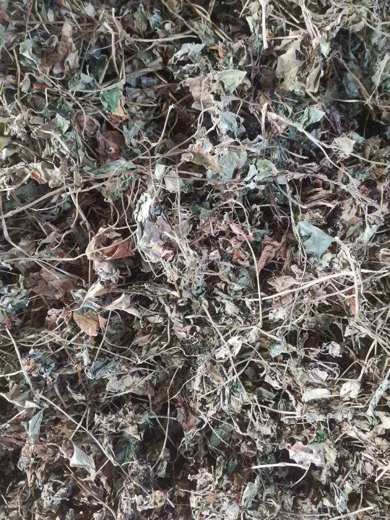 药用鱼腥草叶子