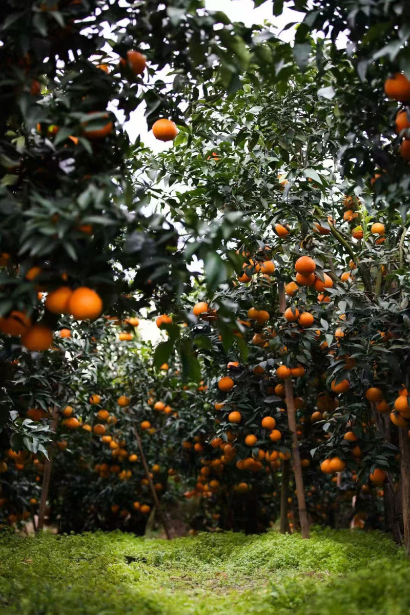【爱媛橙】四川峨眉山爱媛橙/一手货源/保质保量/可视频看货
