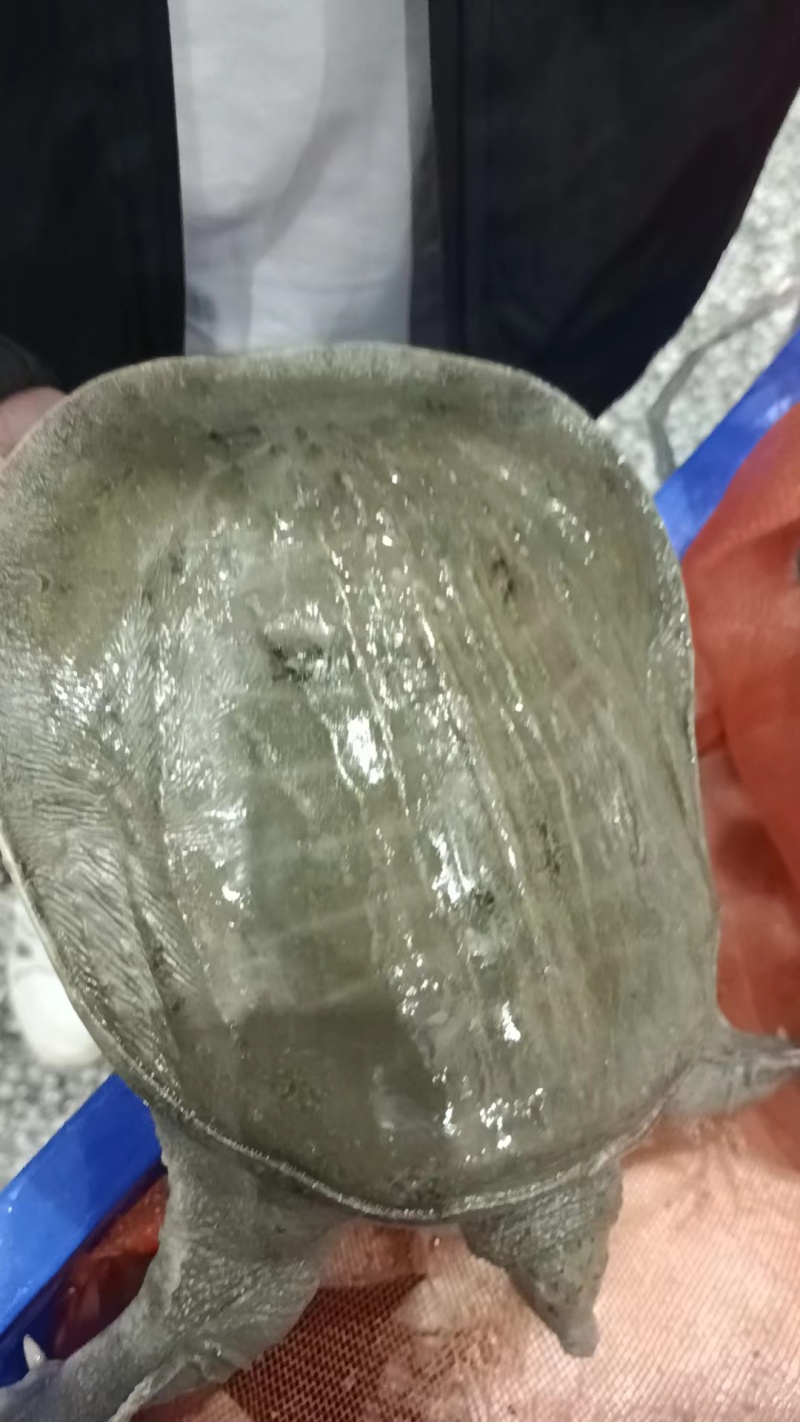 外塘生态甲鱼