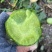 水果萝卜潍县青萝卜山东潍坊萝卜天星希卡利青克力帝王青绿帅