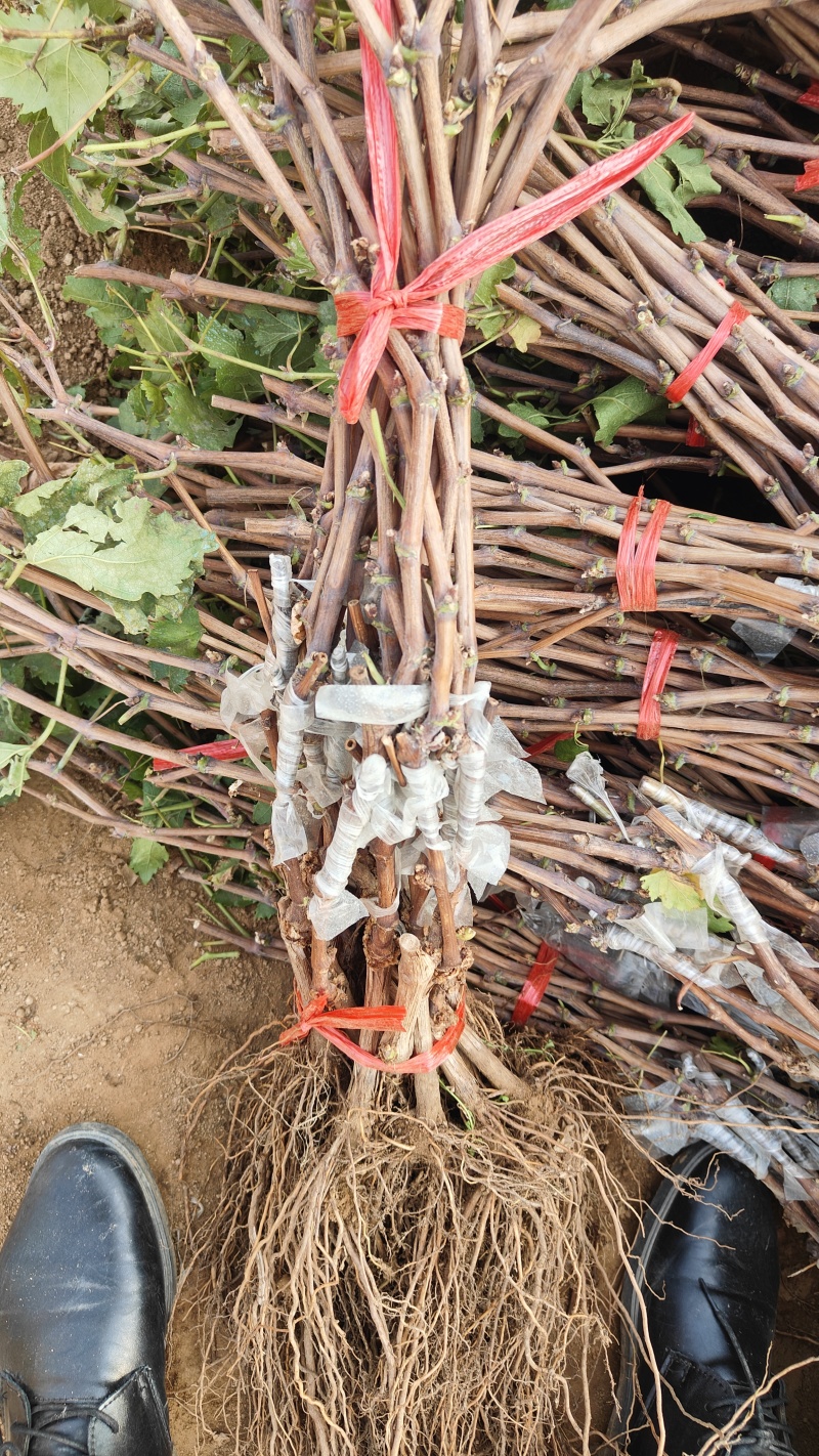 黑皇葡萄苗秦皇岛市高杆葡萄苗