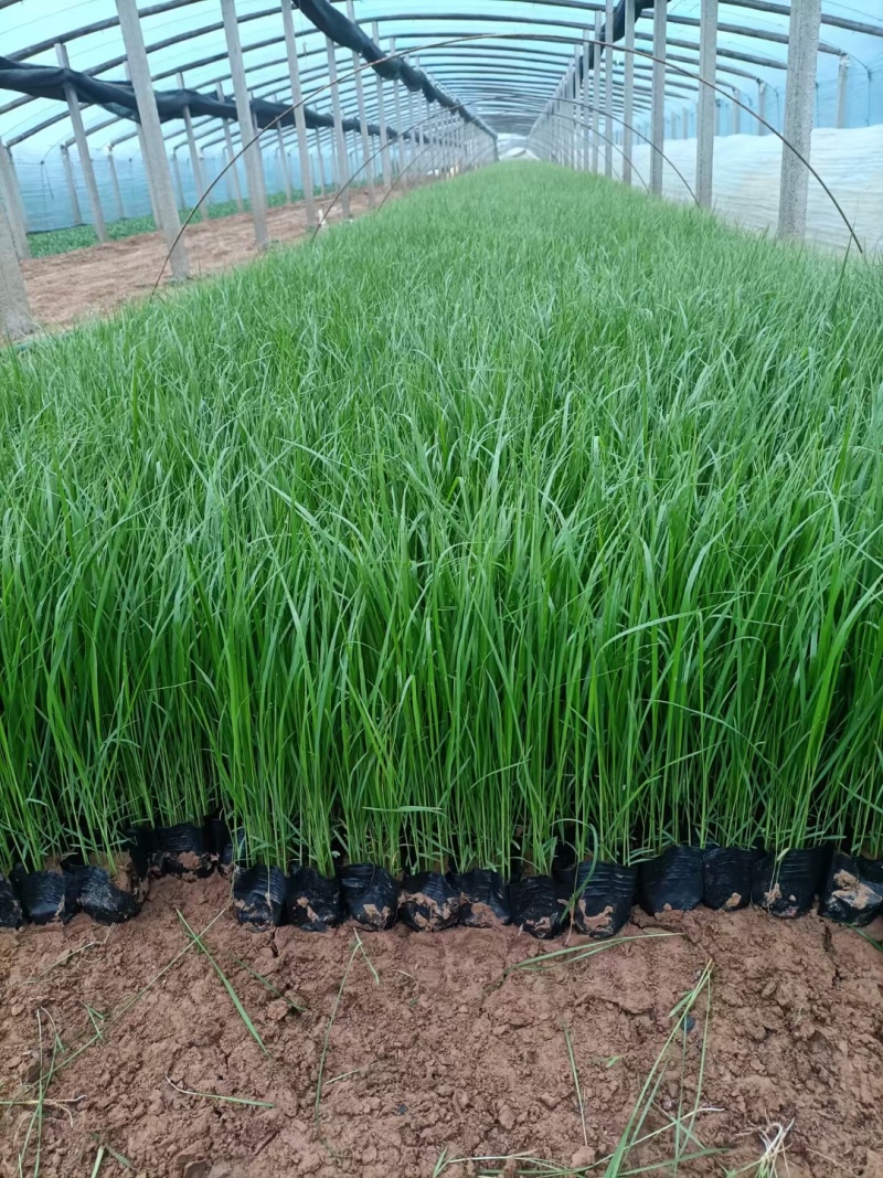 精品紫穗狼尾草大量上市，花卉苗木基地直供量大从优成