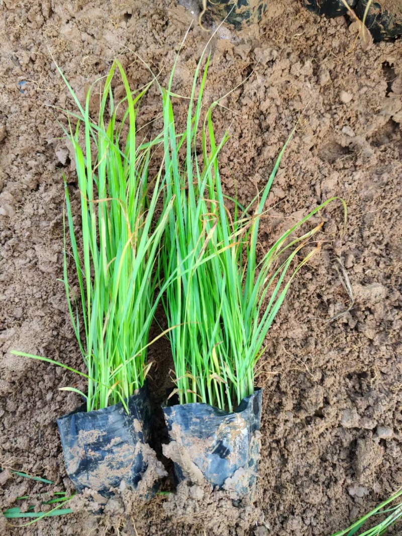 精品紫穗狼尾草大量上市，花卉苗木基地直供量大从优成