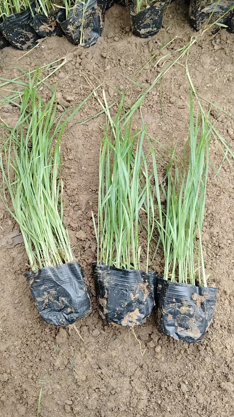 精品紫穗狼尾草大量上市，花卉苗木基地直供量大从优成