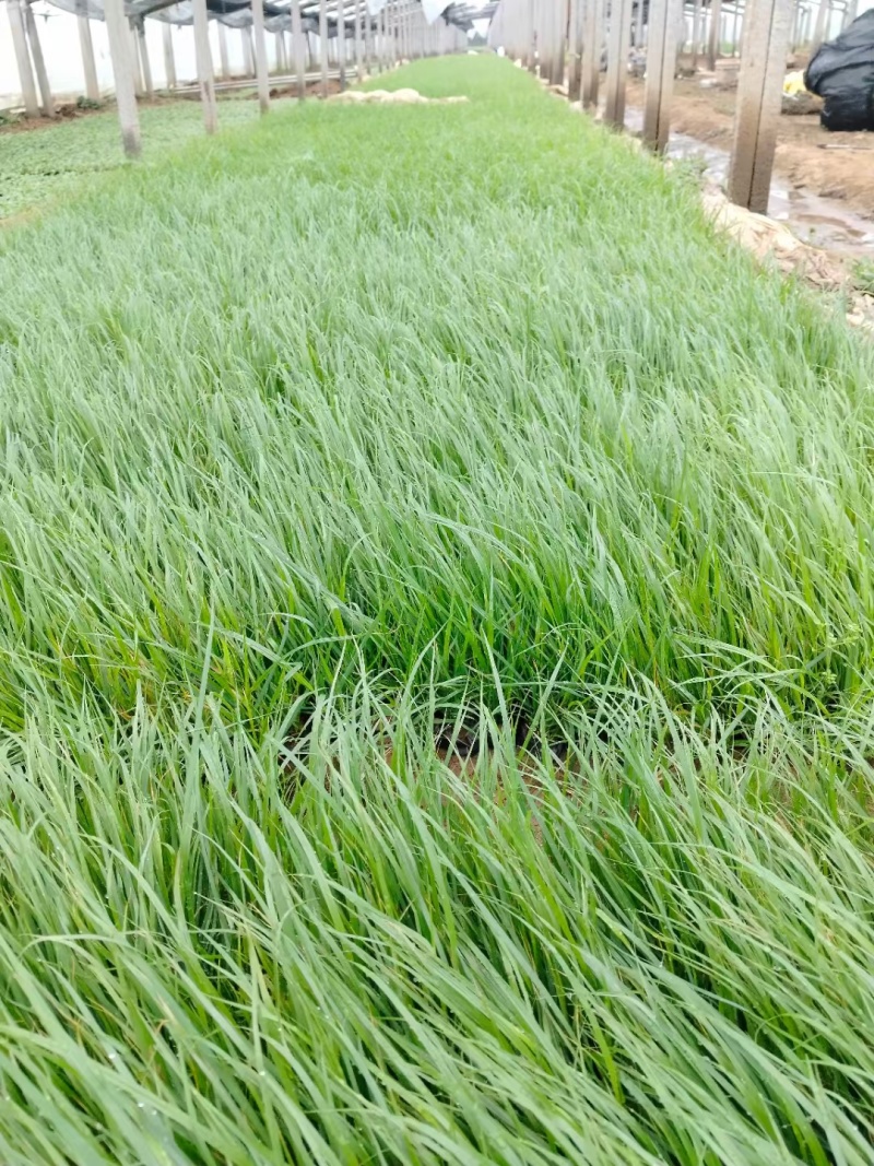 精品紫穗狼尾草大量上市，花卉苗木基地直供量大从优成