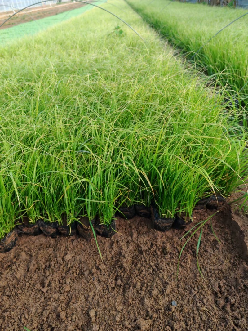 精品紫穗狼尾草大量上市，花卉苗木基地直供量大从优成