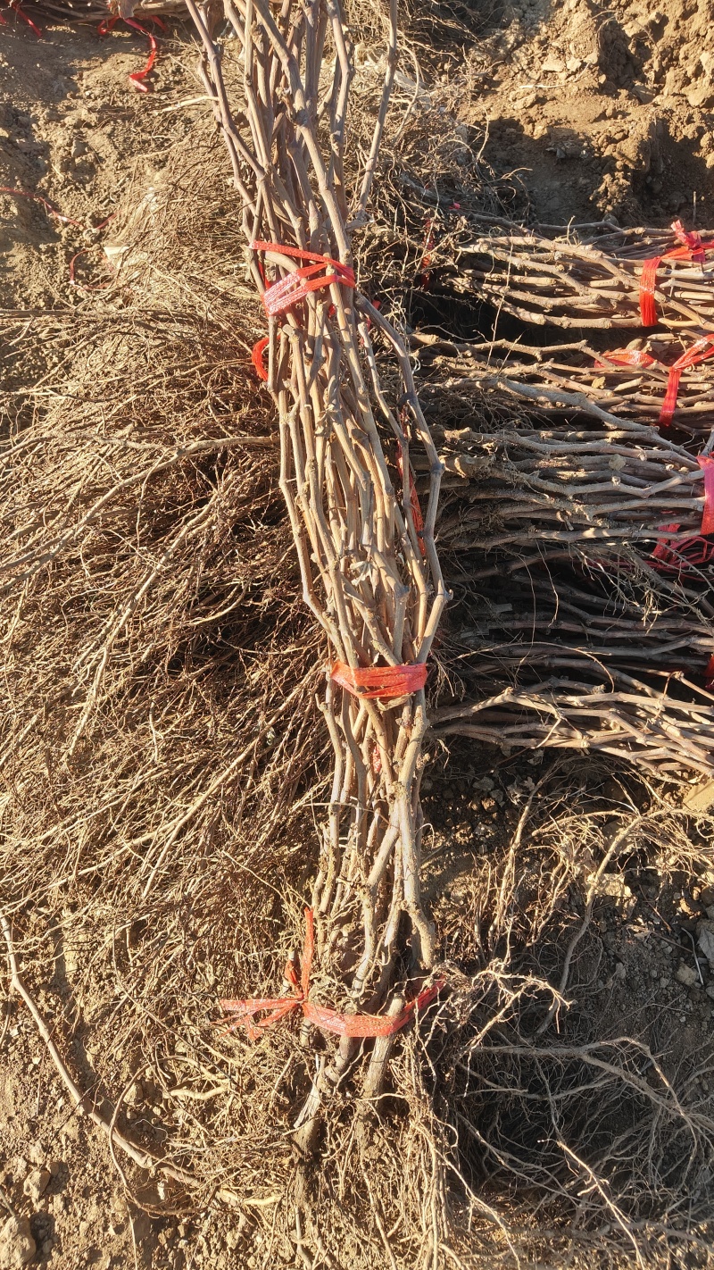 巨峰葡萄苗2年苗玫瑰香葡萄苗