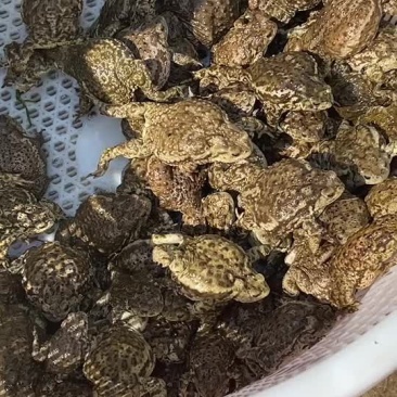 广东广州出活体蟾蜍饭店有需要的可以联系我！