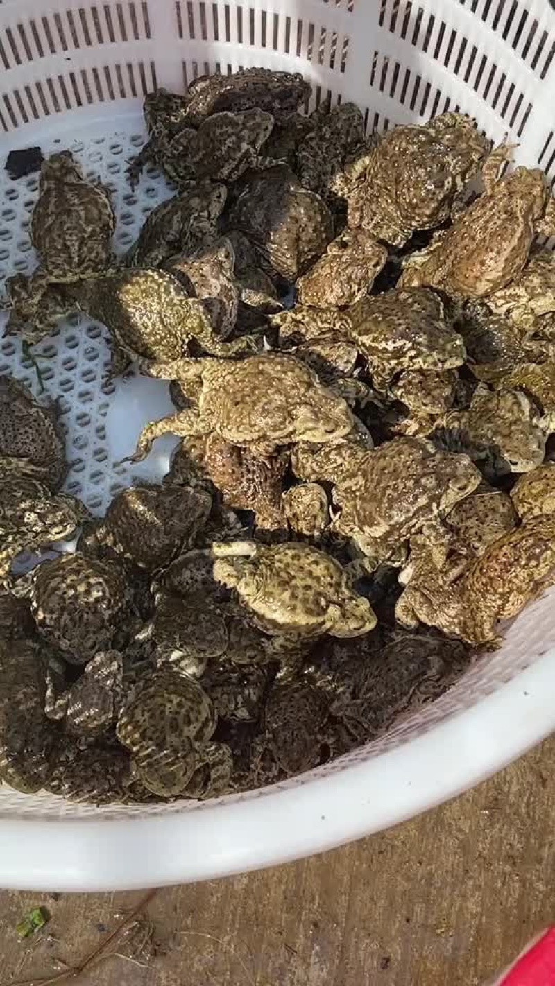 广东广州出活体蟾蜍饭店有需要的可以联系我！