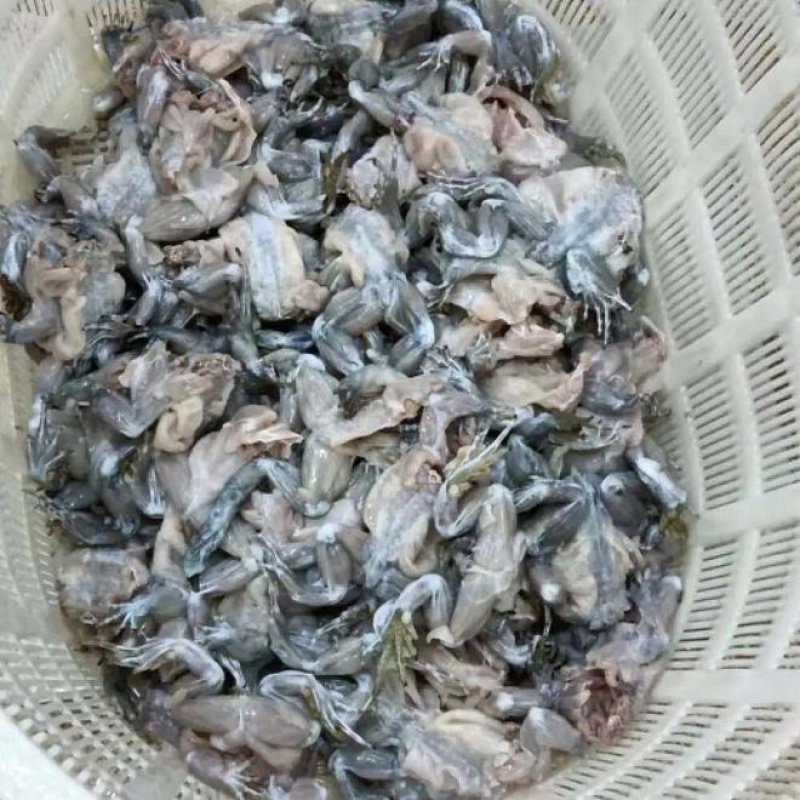 广东广州出活体蟾蜍饭店有需要的可以联系我！