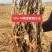 101-14嫁接妮娜公主夏黑嫁接妮娜女皇葡萄苗基地发货