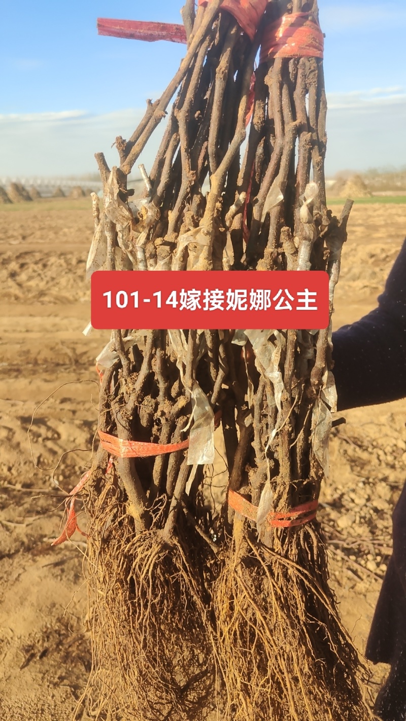 101-14嫁接妮娜公主夏黑嫁接妮娜女皇葡萄苗基地发货