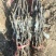101-14嫁接妮娜公主夏黑嫁接妮娜女皇葡萄苗基地发货