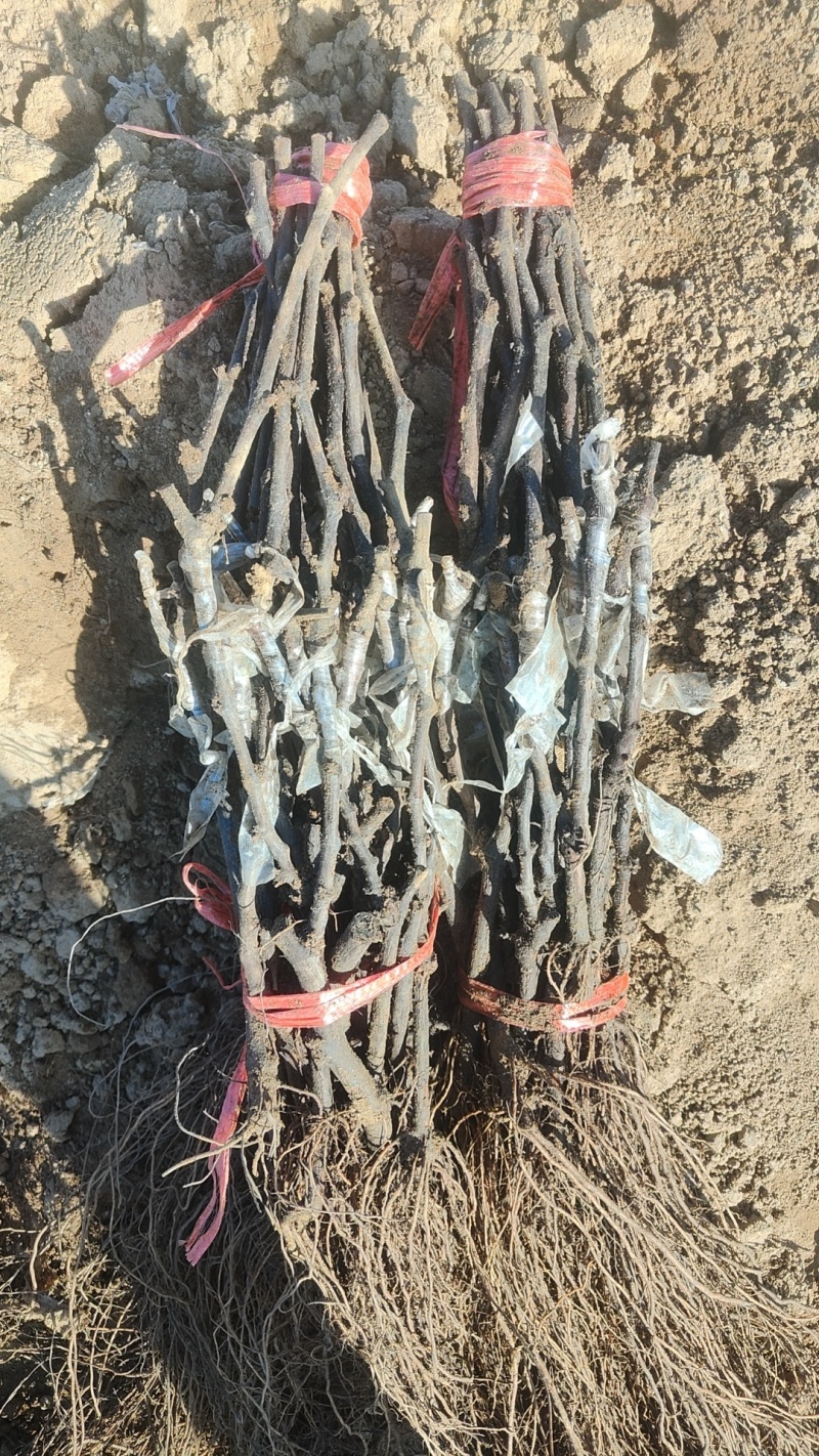 101-14嫁接妮娜公主夏黑嫁接妮娜女皇葡萄苗基地发货