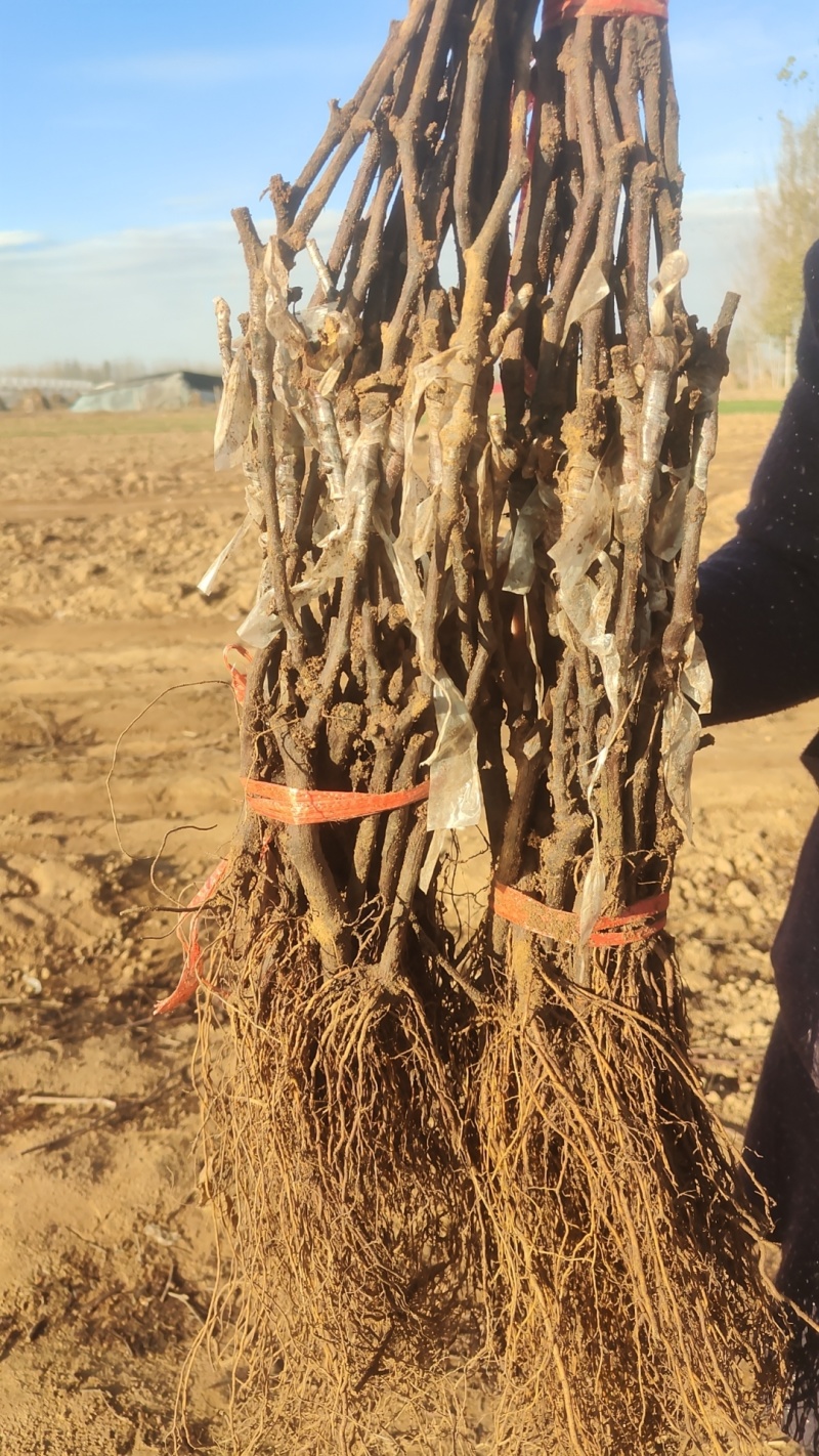 101-14嫁接妮娜公主夏黑嫁接妮娜女皇葡萄苗基地发货