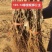 101-14嫁接妮娜公主夏黑嫁接妮娜女皇葡萄苗基地发货