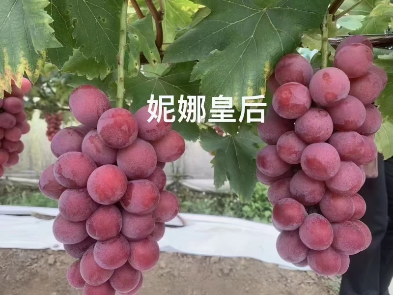 101-14嫁接妮娜公主夏黑嫁接妮娜女皇葡萄苗基地发货