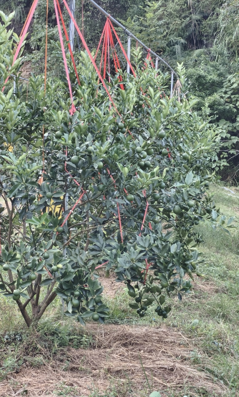 正宗广西融安脆蜜金桔嫁接一级一年苗产地直发