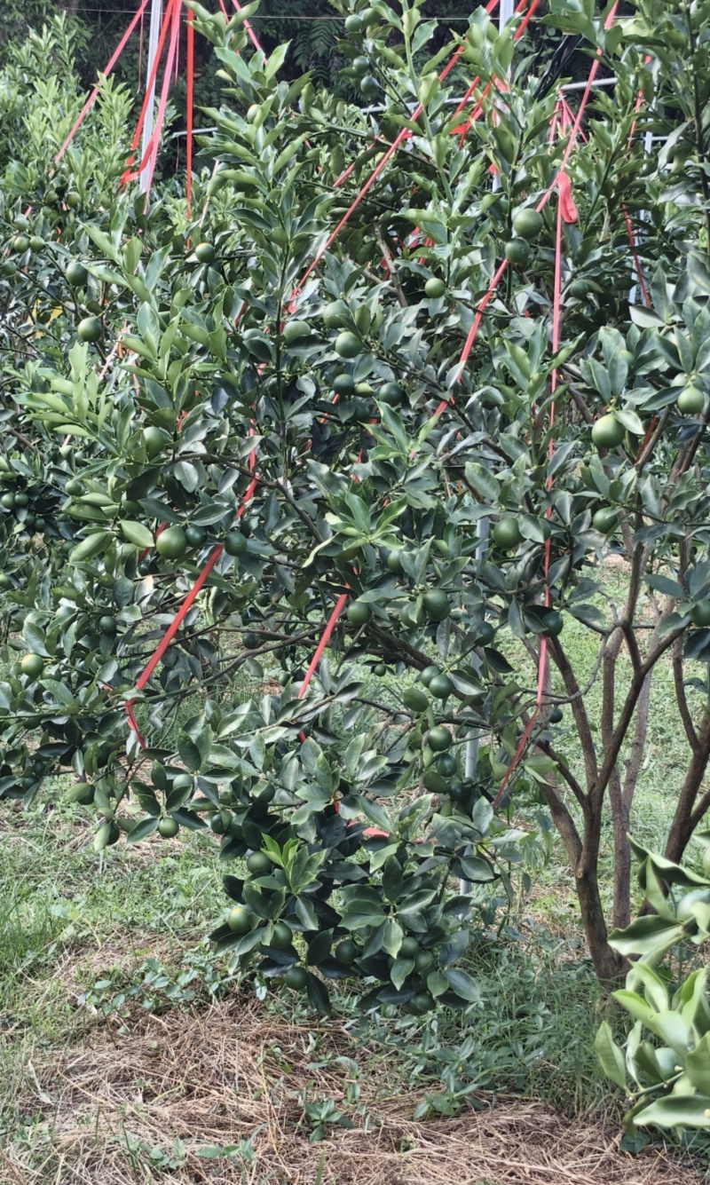 正宗广西融安脆蜜金桔嫁接一级一年苗产地直发