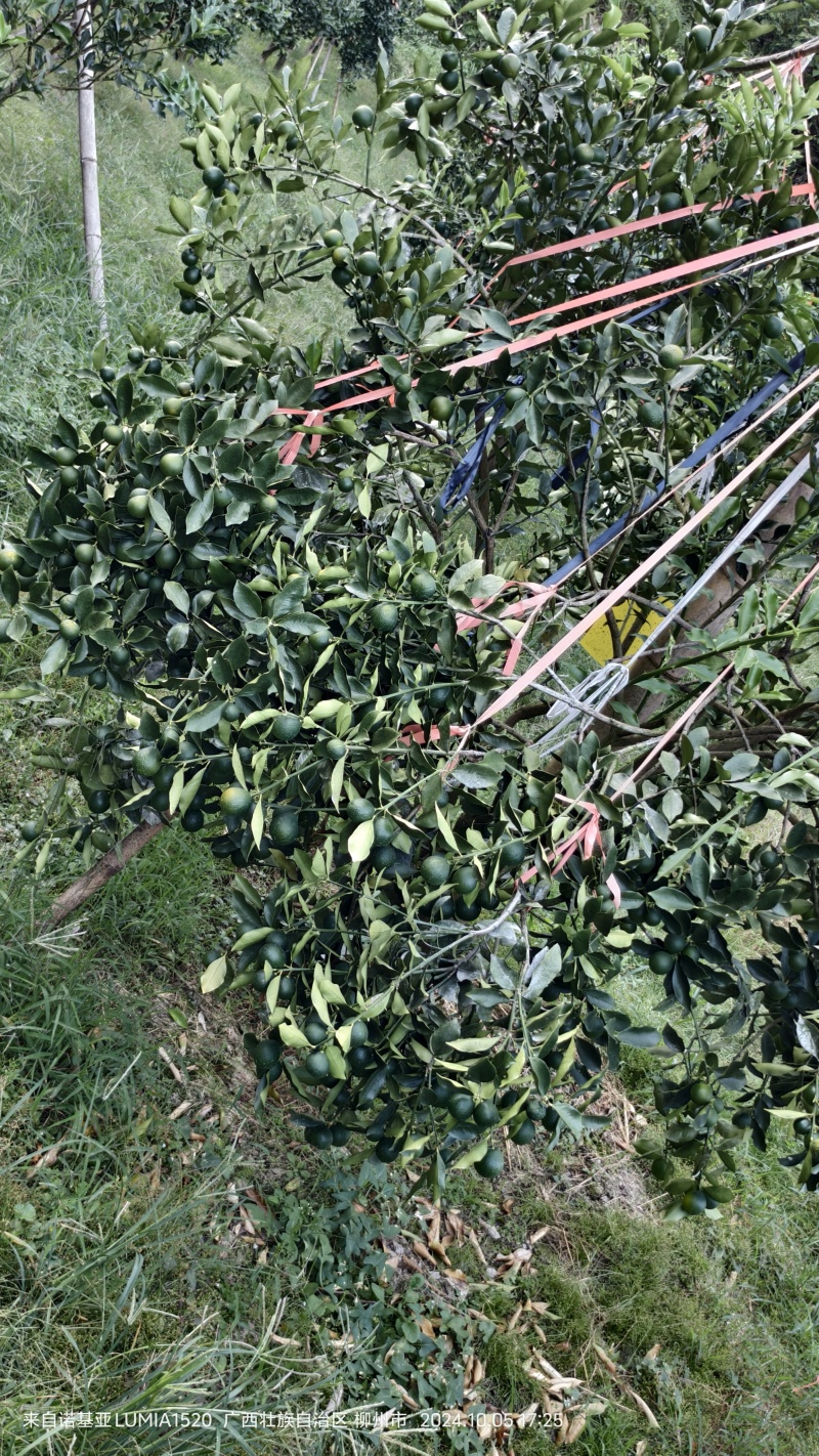 正宗广西融安脆蜜金桔嫁接一级一年苗产地直发