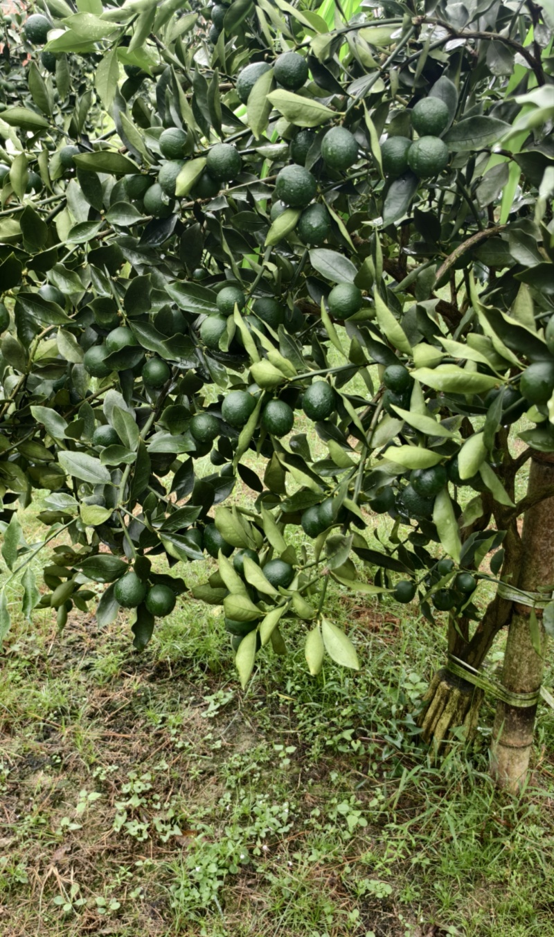 正宗广西融安脆蜜金桔嫁接一级一年苗产地直发