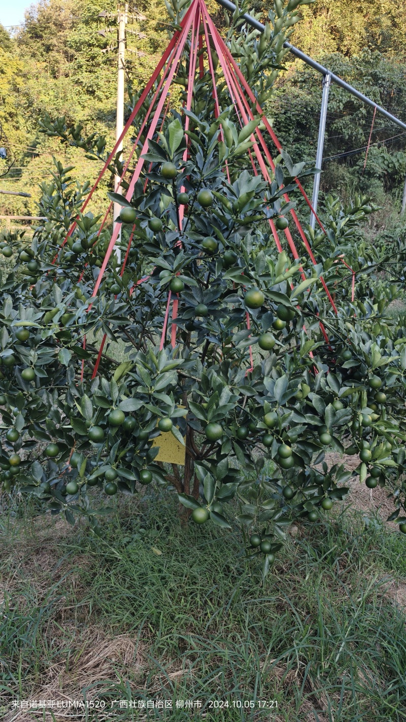 正宗广西融安脆蜜金桔嫁接一级一年苗产地直发
