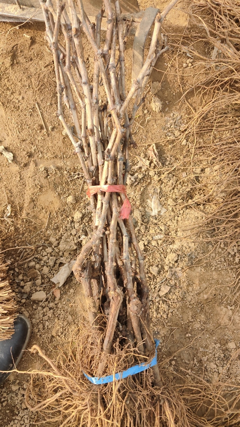 浪漫红颜葡萄苗基地育苗发货纯度保证