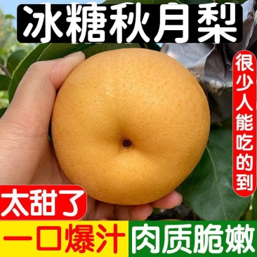 秋月梨树苗，南北方均可种植，基地直发保证质量品种成活率