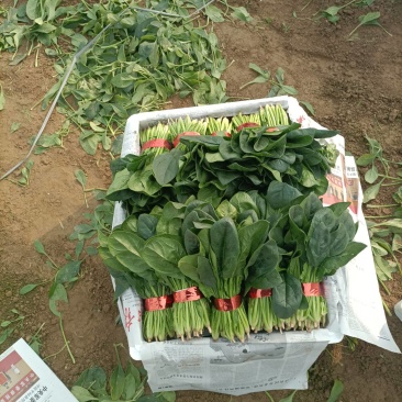 精品小把大叶菠菜