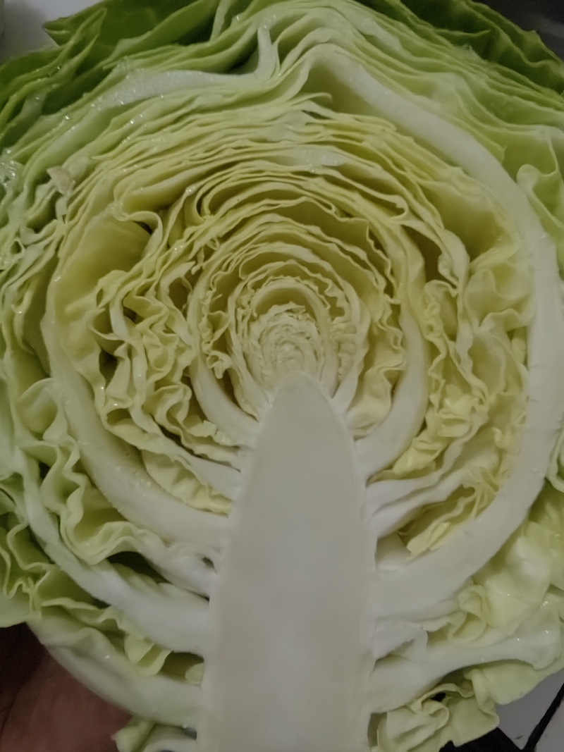 甘蓝
