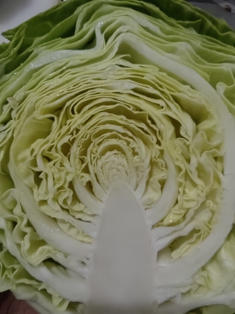 甘蓝
