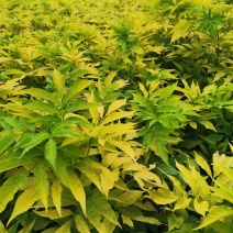 金叶接骨木80-1.5米