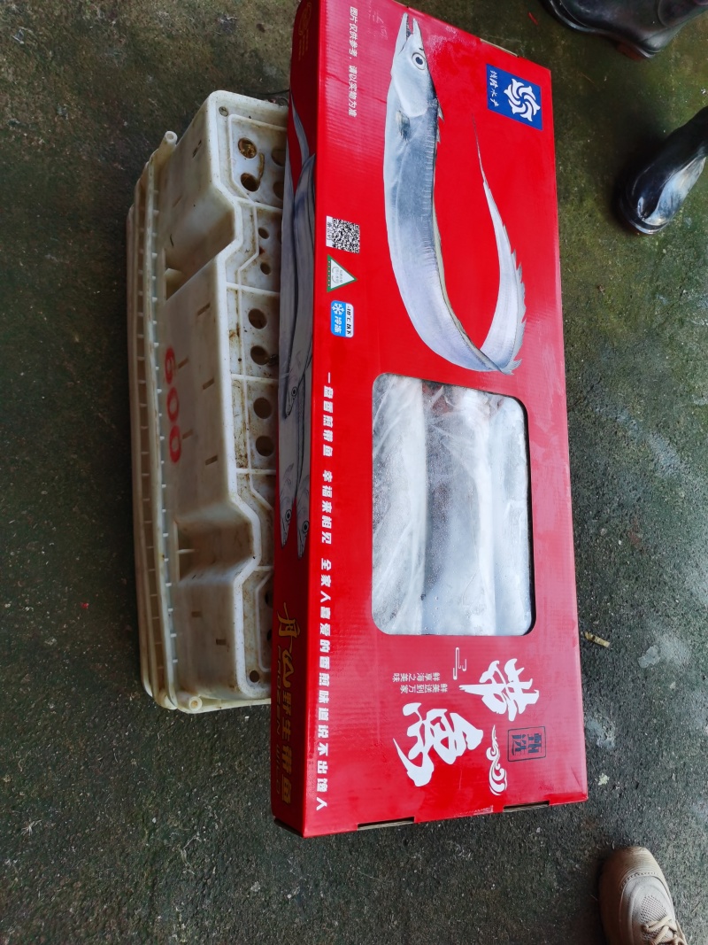 舟山带鱼