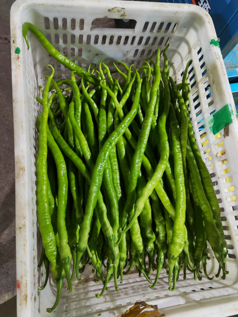 山东产地精品线椒价格优惠可发全国