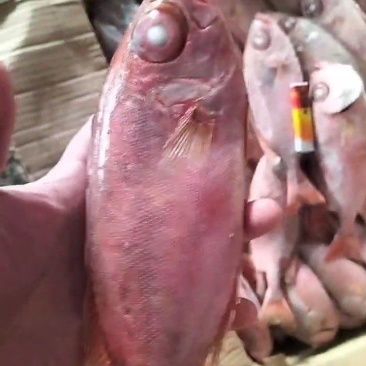 红目鲢