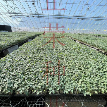 红色黄色粉色绿色紫色各种颜色小番茄苗口感型圣女果苗千禧苗