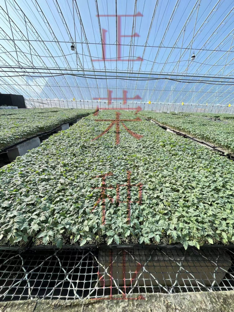 红色黄色粉色绿色紫色各种颜色小番茄苗口感型圣女果苗千禧苗