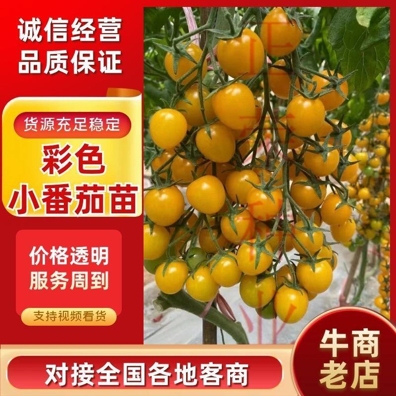 红色黄色粉色绿色紫色各种颜色小番茄苗口感型圣女果苗千禧苗