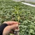 草莓番茄苗铁皮柿子苗西红柿苗浓绿肩寿光种苗基地直发