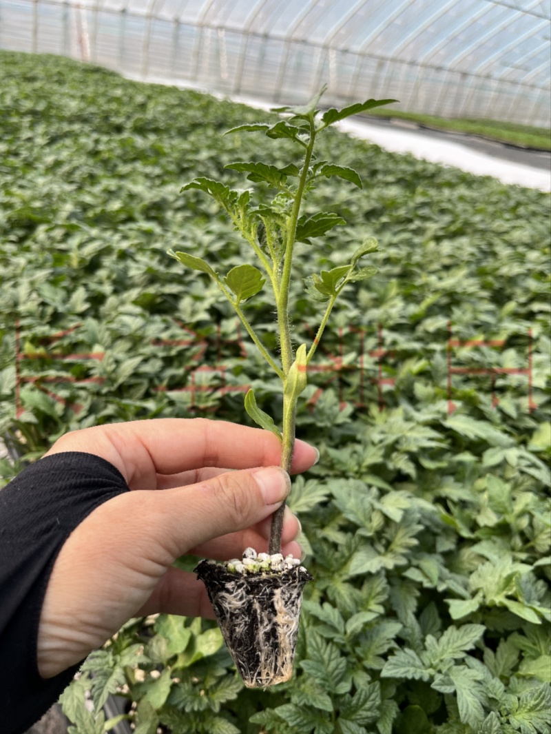 草莓番茄苗铁皮柿子苗西红柿苗浓绿肩寿光种苗基地直发