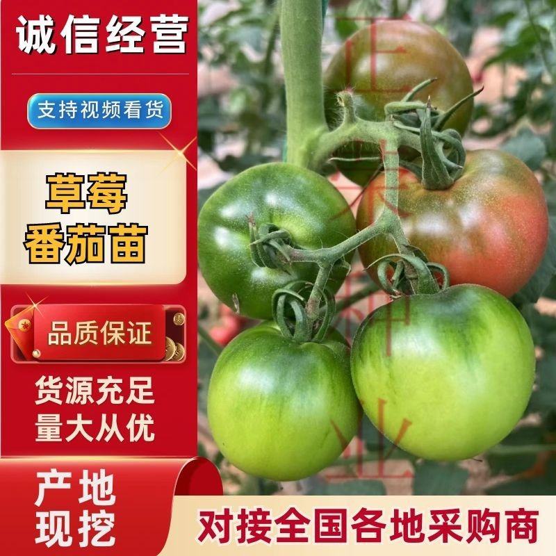 草莓番茄苗铁皮柿子苗西红柿苗浓绿肩寿光种苗基地直发