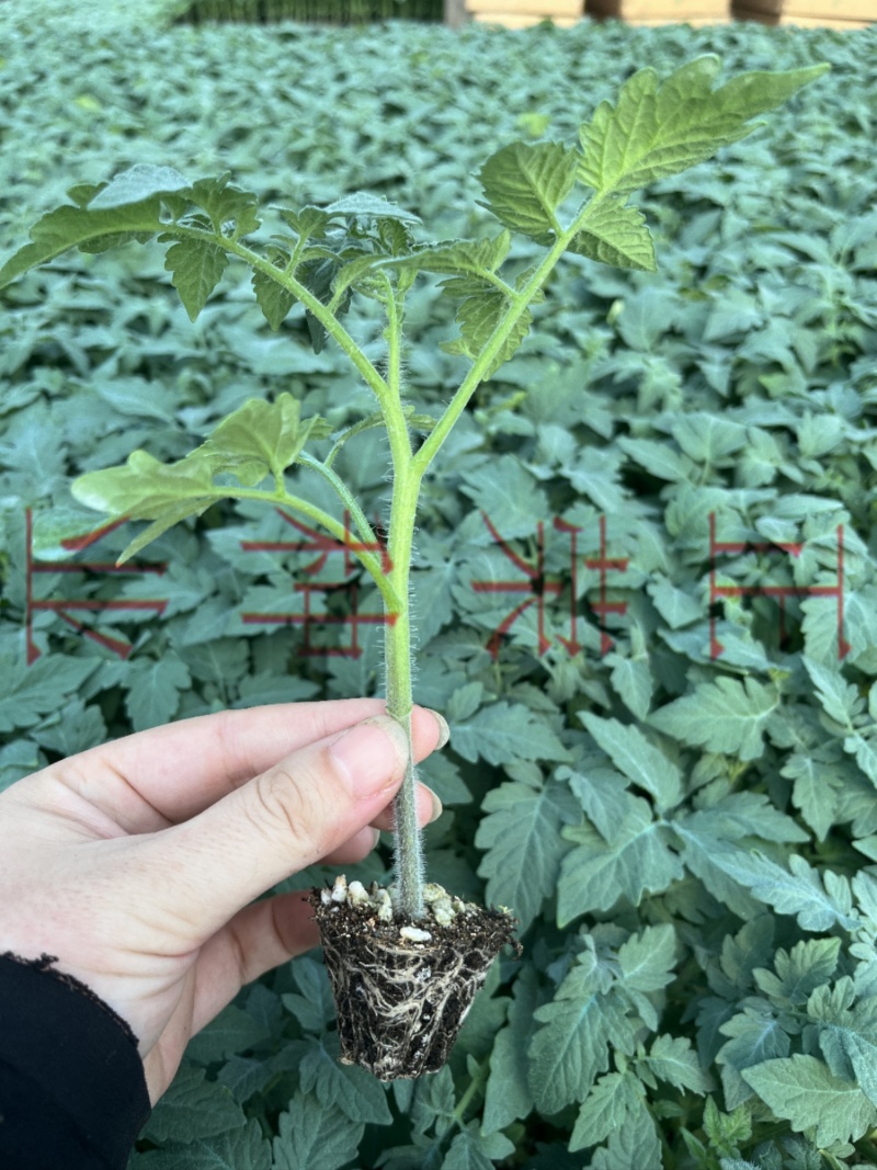 孚瑞加A1硬果大粉番茄苗石头果西红柿苗厂家直发