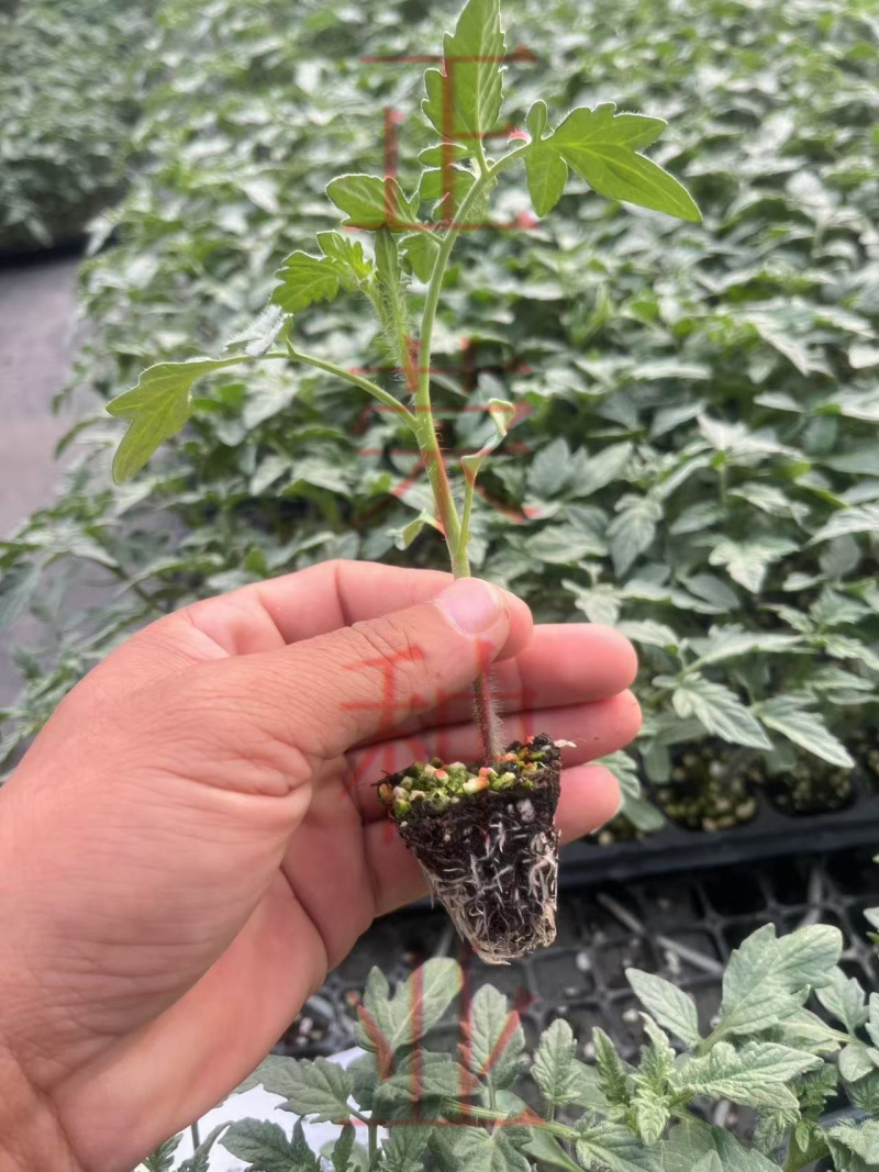 耐热口感型大粉番茄适合5-7月份高温转色好易坐果不裂果抗