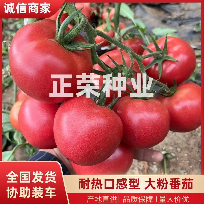 耐热口感型大粉番茄适合5-7月份高温转色好易坐果不裂果抗