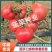 丽莎口感粉果番茄苗果蔬两用西红柿苗量大优惠欢迎选购