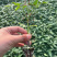 丽莎口感粉果番茄苗果蔬两用西红柿苗量大优惠欢迎选购