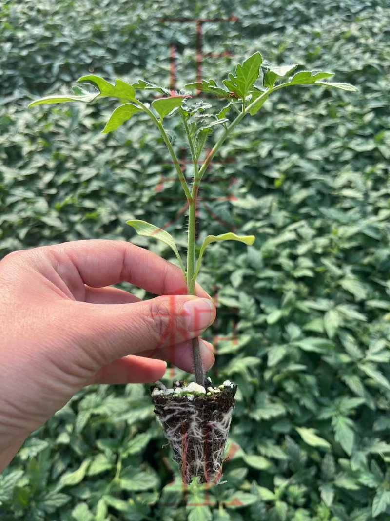 丽莎口感粉果番茄苗果蔬两用西红柿苗量大优惠欢迎选购