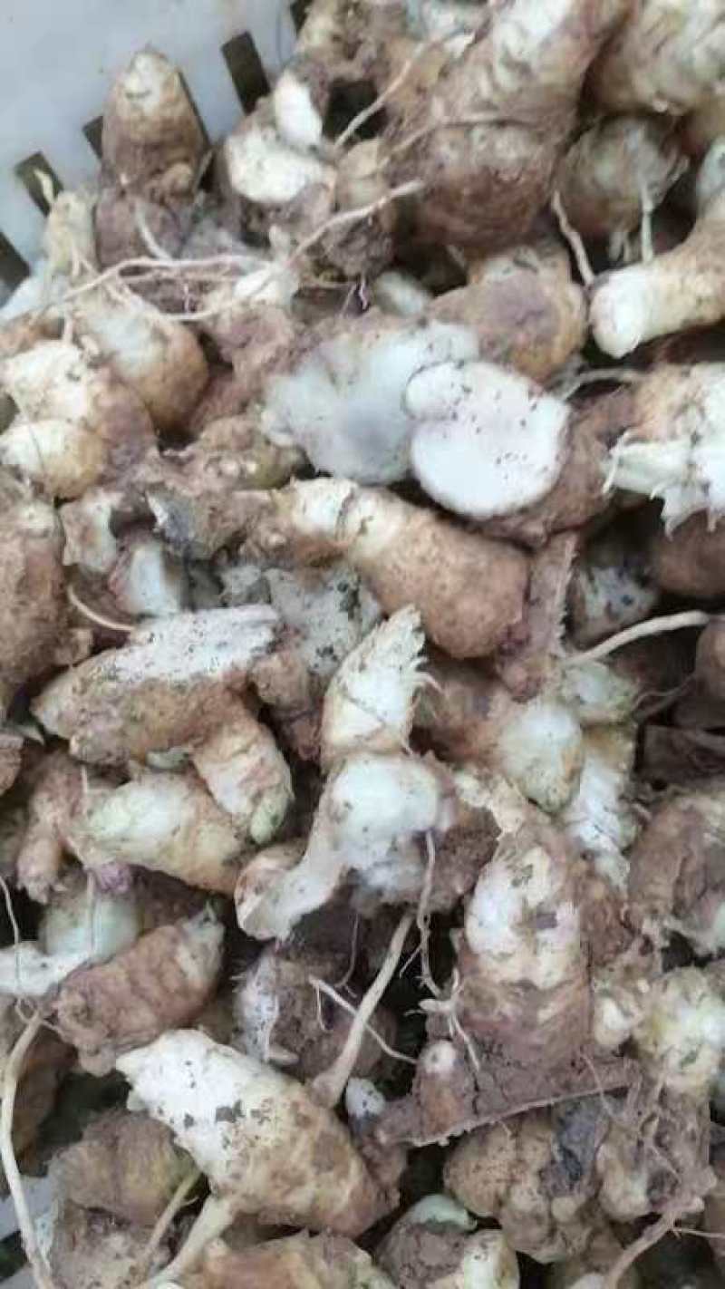 玄参芽段